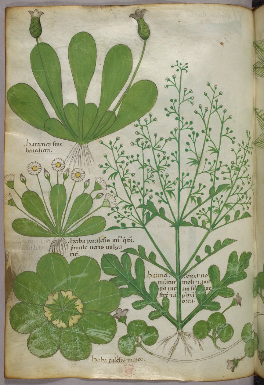 Botanikai illusztráció, 1440 körül (tinta és szín, pergamen) alkotó: Italian School