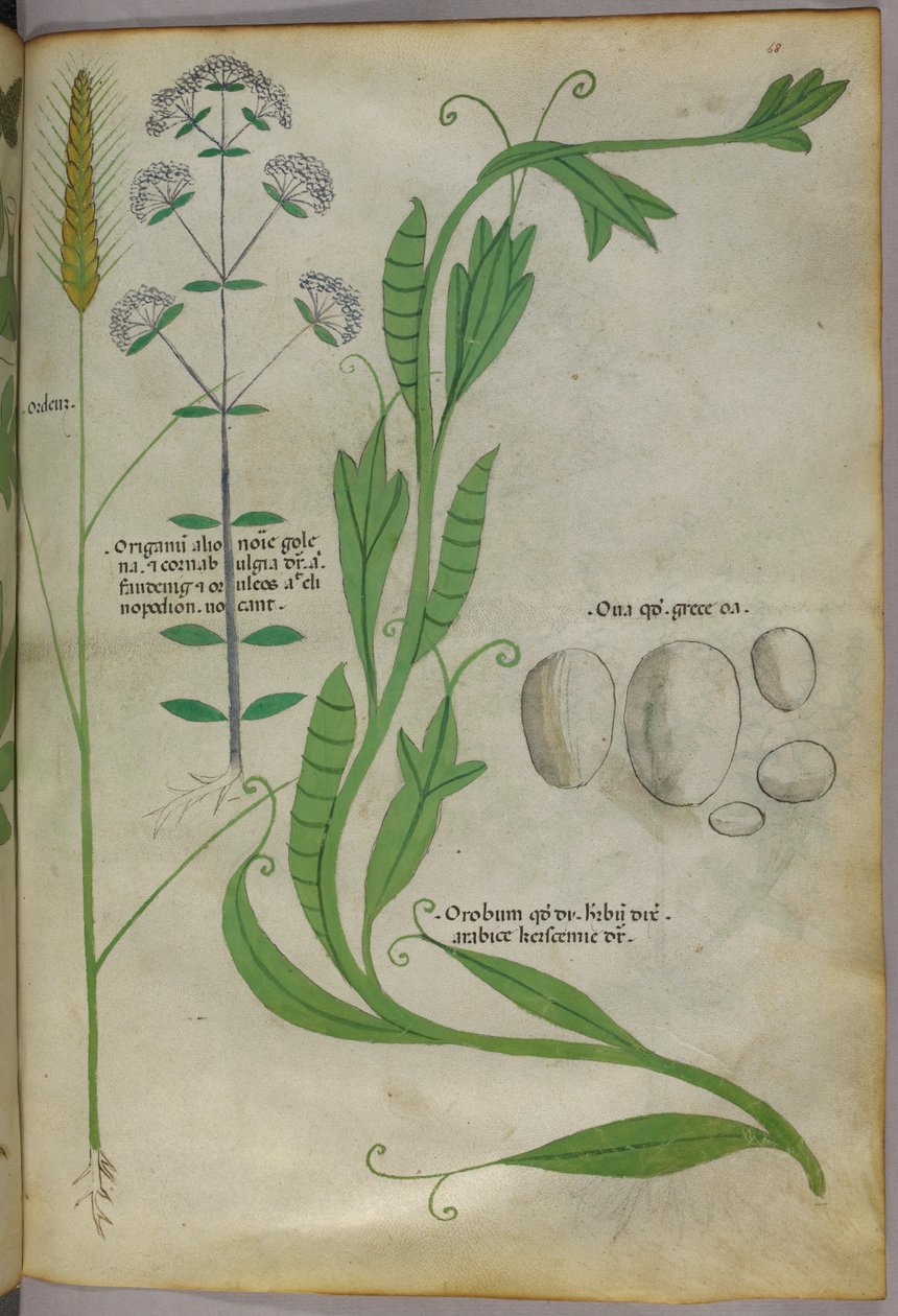 Botanikai illusztráció, 1440 körül (tinta és szín, pergamen) alkotó: Italian School