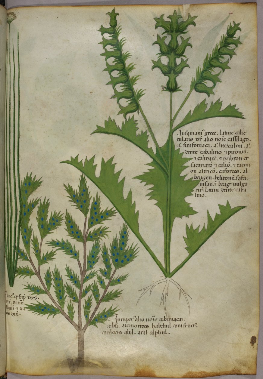 Botanikai illusztráció, 1440 körül (tinta és szín, pergamen) alkotó: Italian School