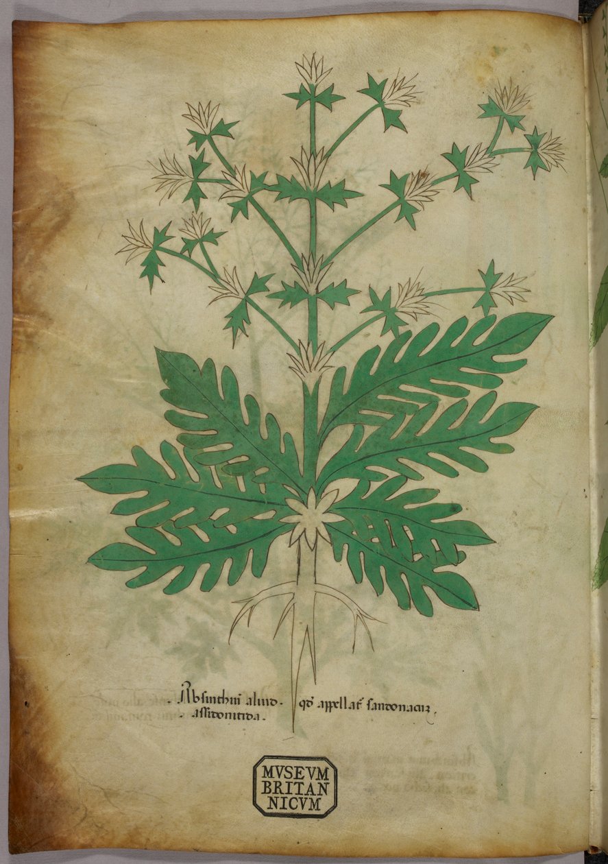 Botanikai illusztráció, 1440 körül (tinta és szín, pergamen) alkotó: Italian School