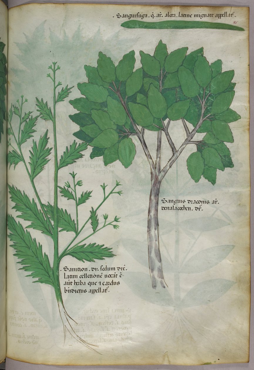 Botanikai illusztráció, 1440 körül (tinta és szín, pergamen) alkotó: Italian School