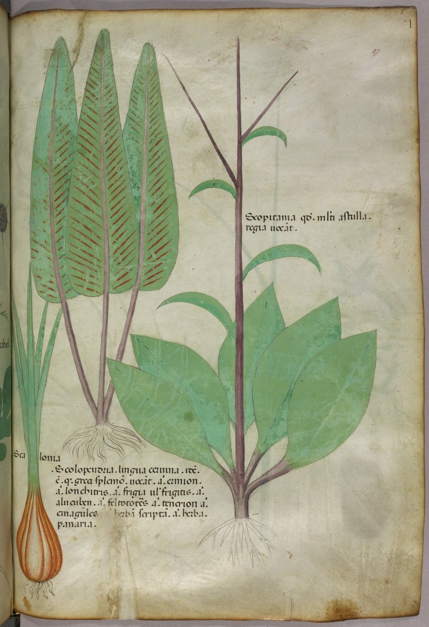 Botanikai illusztráció, 1440 körül (tinta és szín, pergamen) alkotó: Italian School