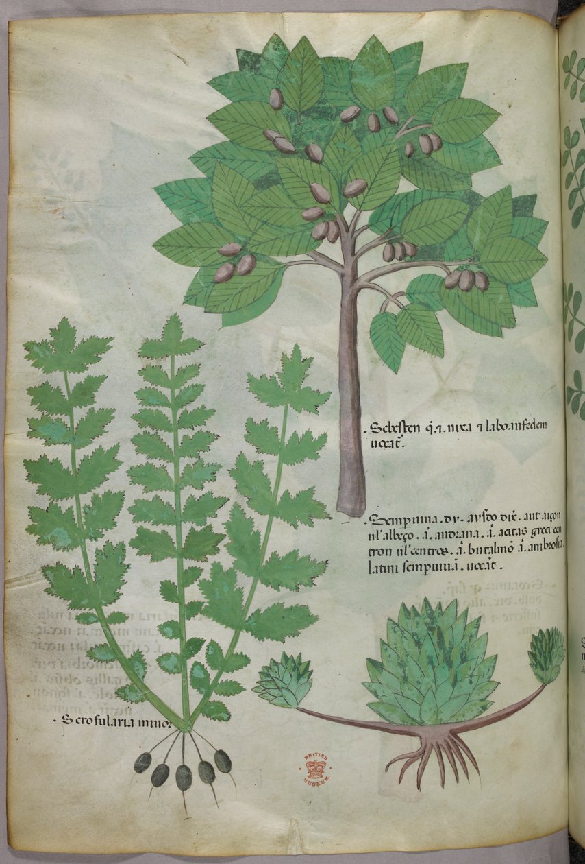 Botanikai illusztráció, 1440 körül (tinta és szín, pergamen) alkotó: Italian School