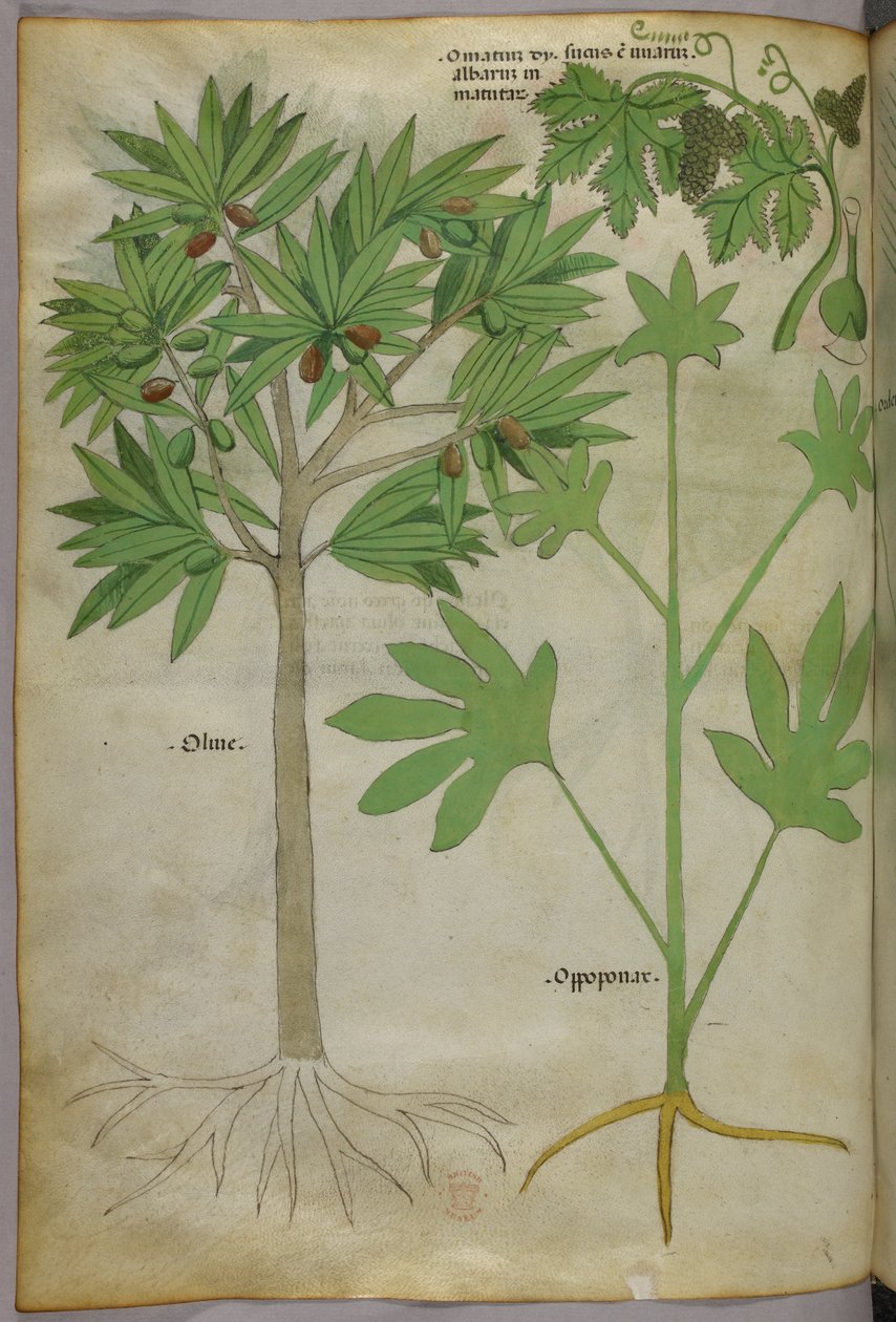 Botanikai illusztráció, 1440 körül (tinta és szín, pergamen) alkotó: Italian School
