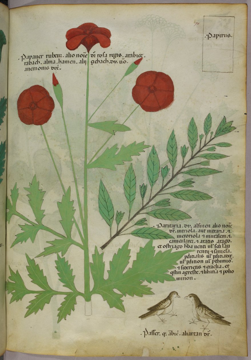 Botanikai illusztráció, 1440 körül (tinta és szín, pergamen) alkotó: Italian School