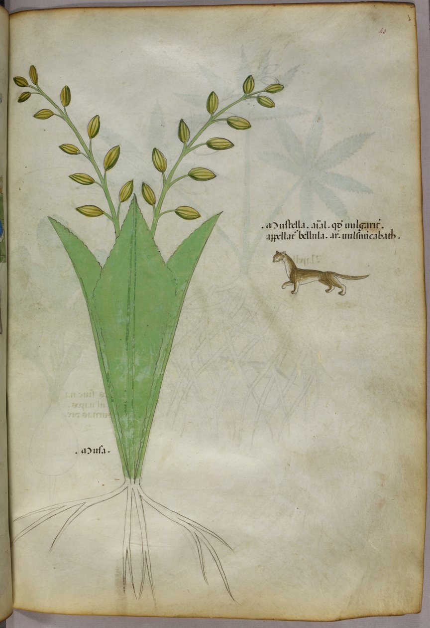 Botanikai illusztráció, 1440 körül (tinta és szín, pergamen) alkotó: Italian School
