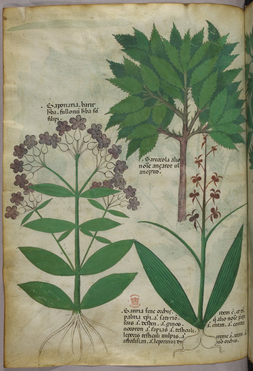 Botanikai illusztráció, 1440 körül (tinta és szín, pergamen) alkotó: Italian School