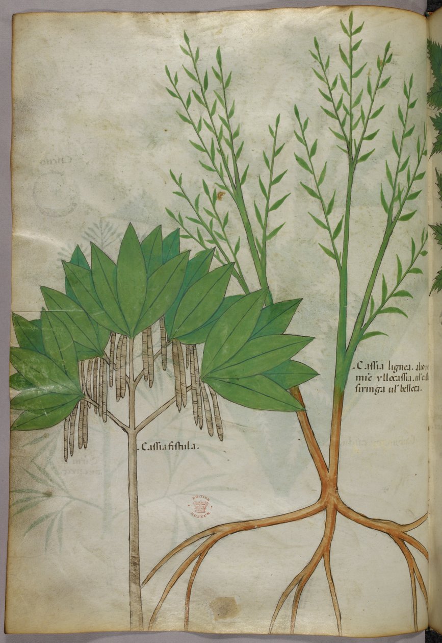 Botanikai illusztráció, 1440 körül (tinta és szín, pergamen) alkotó: Italian School
