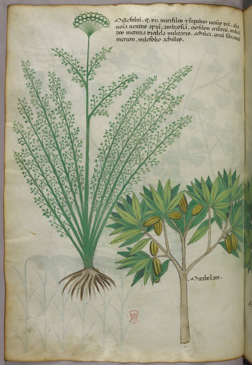 Botanikai illusztráció, 1440 körül (tinta és szín, pergamen) alkotó: Italian School