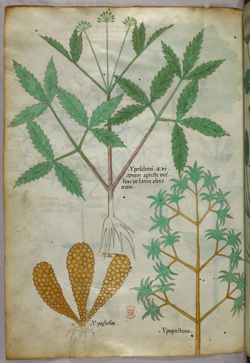 Botanikai illusztráció, 1440 körül (tinta és szín, pergamen) alkotó: Italian School
