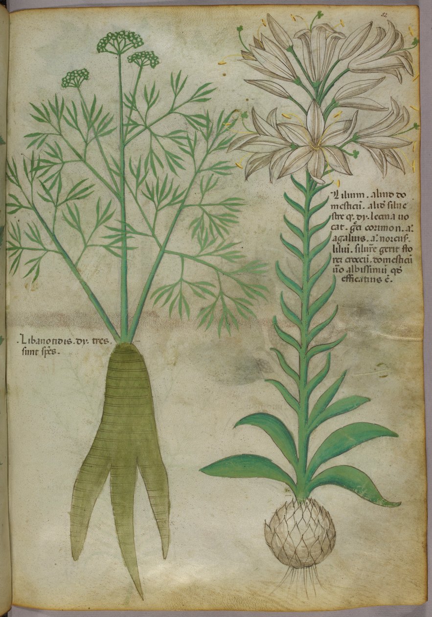 Botanikai illusztráció, 1440 körül (tinta és szín, pergamen) alkotó: Italian School
