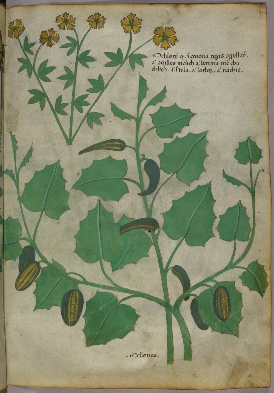 Botanikai illusztráció, 1440 körül (tinta és szín, pergamen) alkotó: Italian School