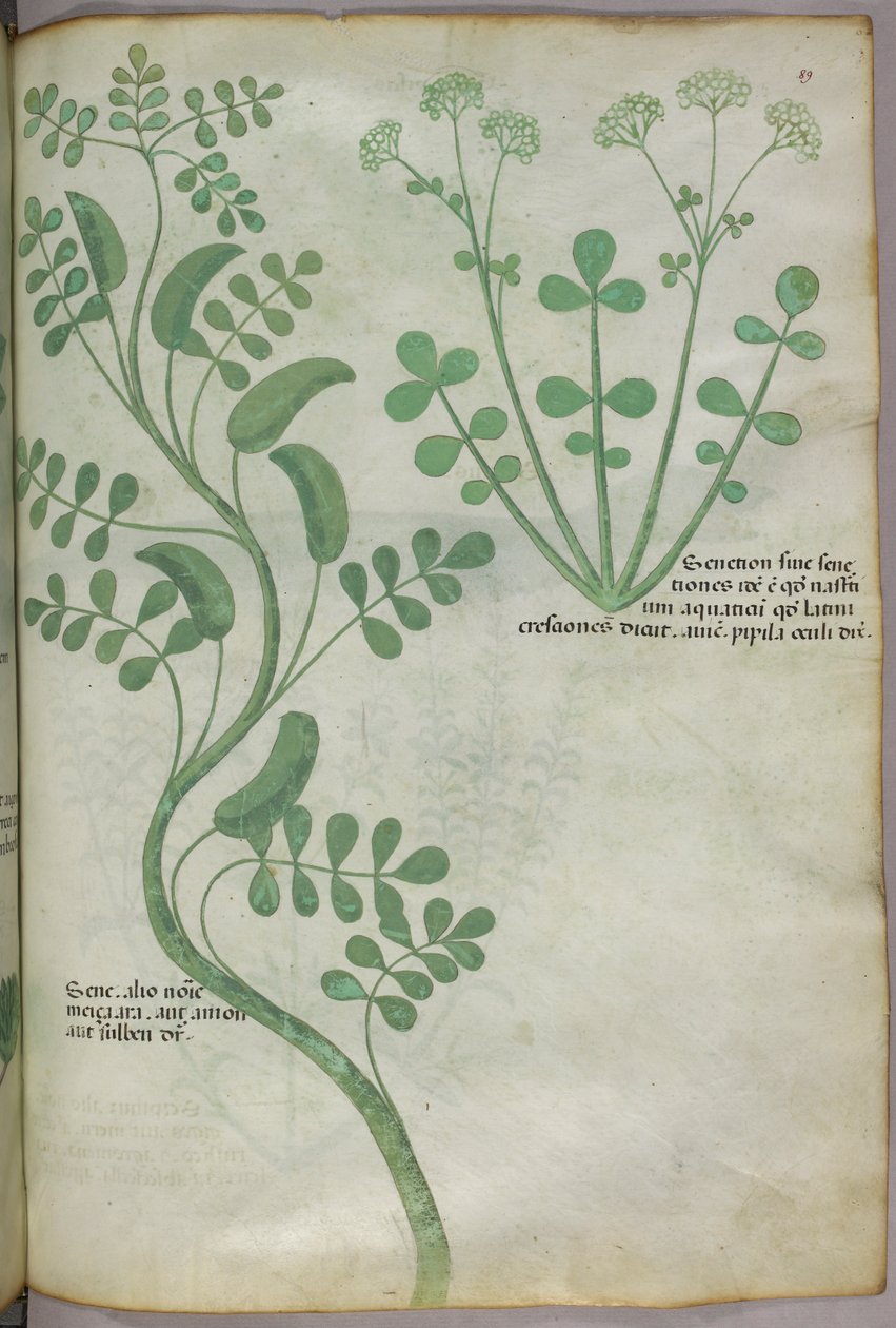 Botanikai illusztráció, 1440 körül (tinta és szín, pergamen) alkotó: Italian School