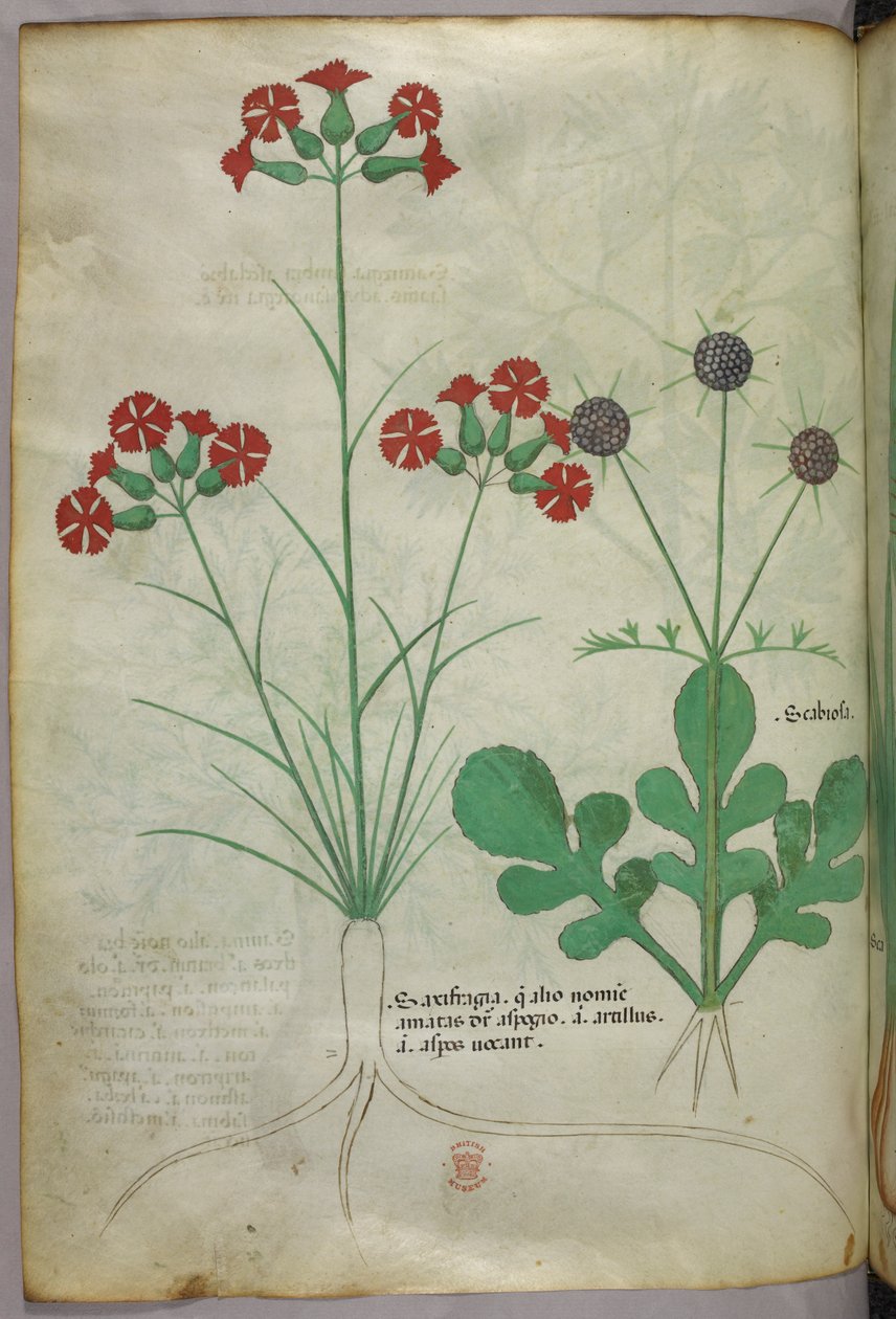 Botanikai illusztráció, 1440 körül (tinta és szín, pergamen) alkotó: Italian School