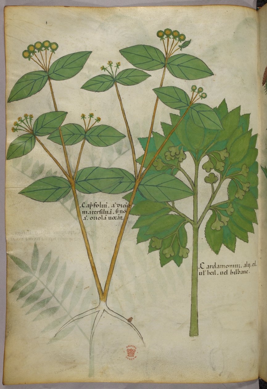 Botanikai illusztráció, 1440 körül (tinta és szín, pergamen) alkotó: Italian School