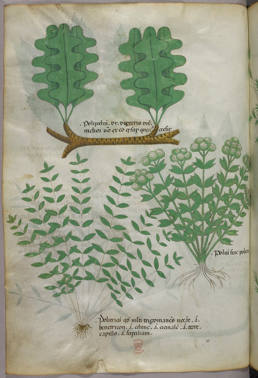 Botanikai illusztráció, 1440 körül (tinta és szín, pergamen) alkotó: Italian School
