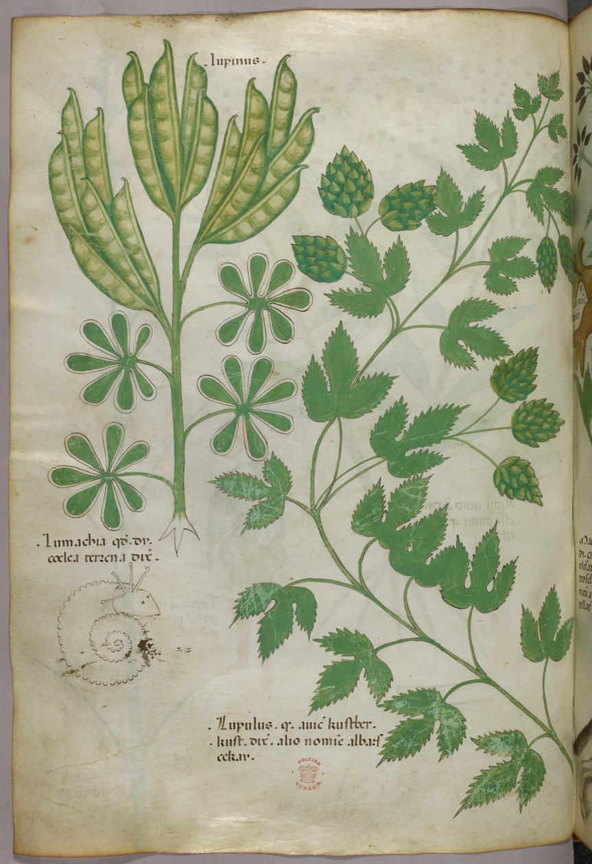 Botanikai illusztráció, 1440 körül (tinta és szín, pergamen) alkotó: Italian School