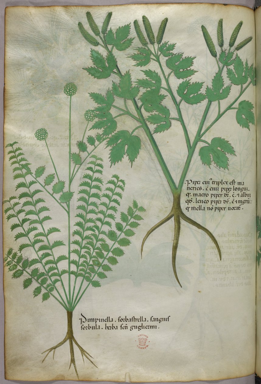 Botanikai illusztráció, 1440 körül (tinta és szín, pergamen) alkotó: Italian School