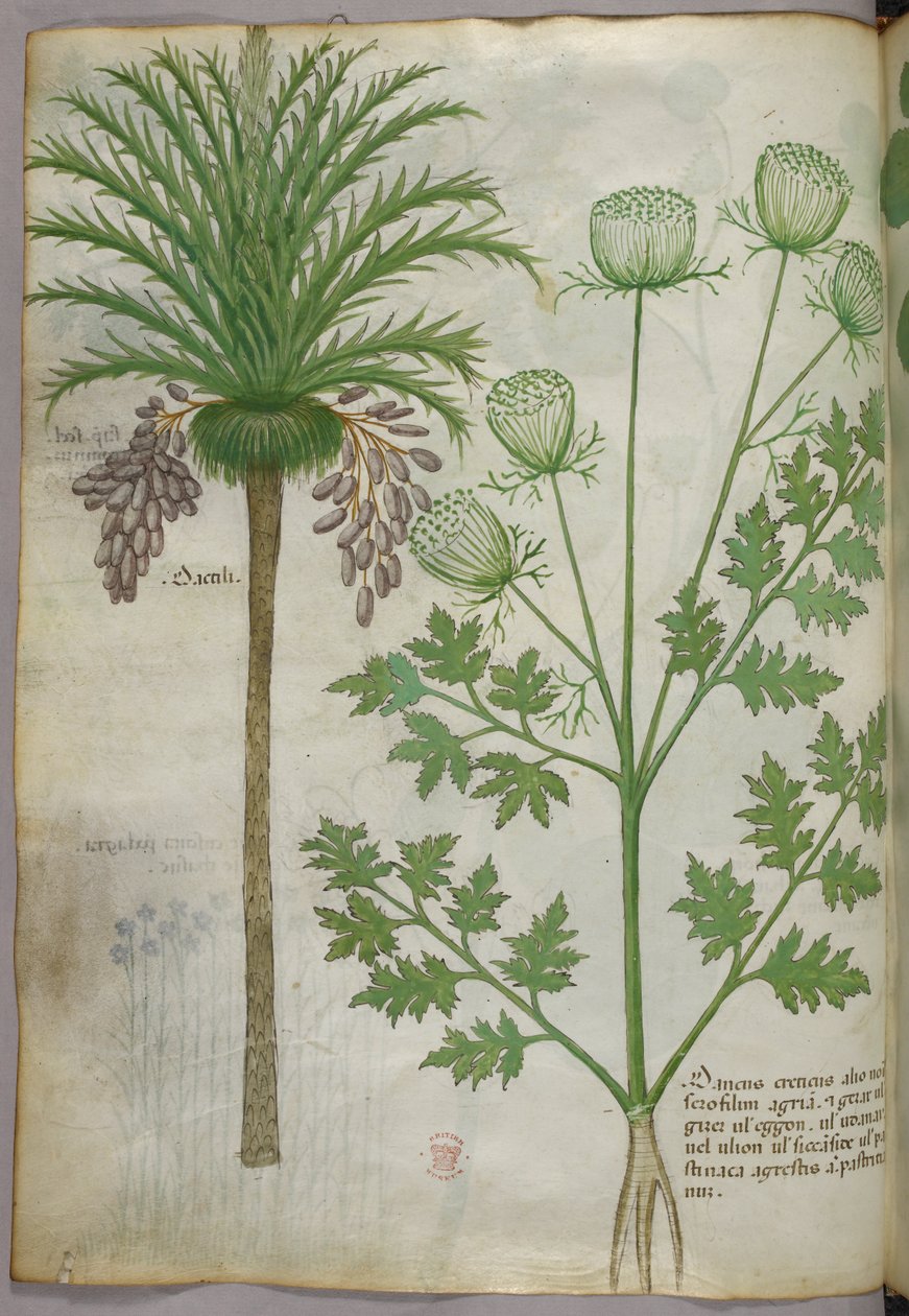 Botanikai illusztráció, 1440 körül (tinta és szín, pergamen) alkotó: Italian School