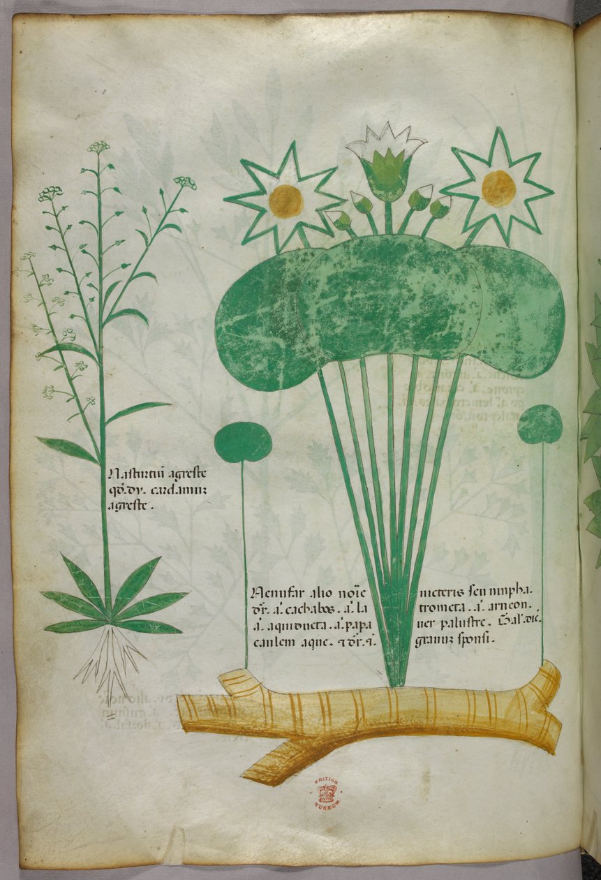 Botanikai illusztráció, 1440 körül (tinta és szín, pergamen) alkotó: Italian School
