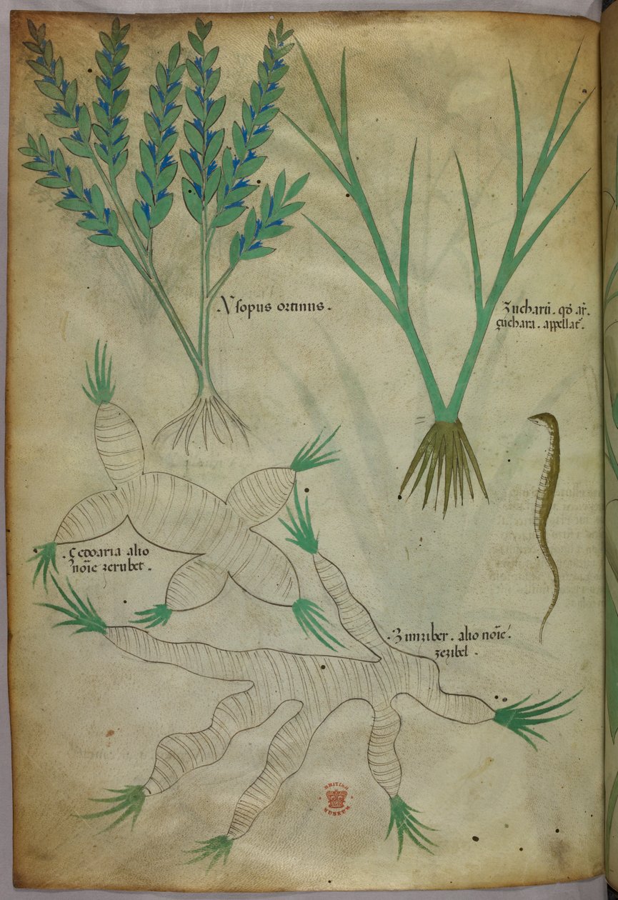 Botanikai illusztráció, 1440 körül (tinta és szín, pergamen) alkotó: Italian School