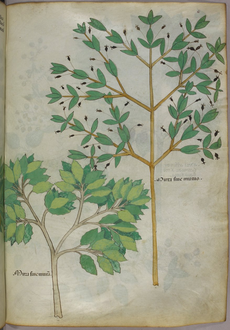 Botanikai illusztráció, 1440 körül (tinta és szín, pergamen) alkotó: Italian School