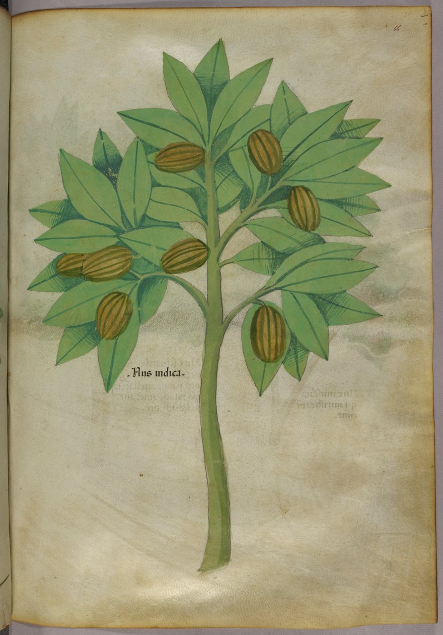 Botanikai illusztráció, 1440 körül (tinta és szín, pergamen) alkotó: Italian School