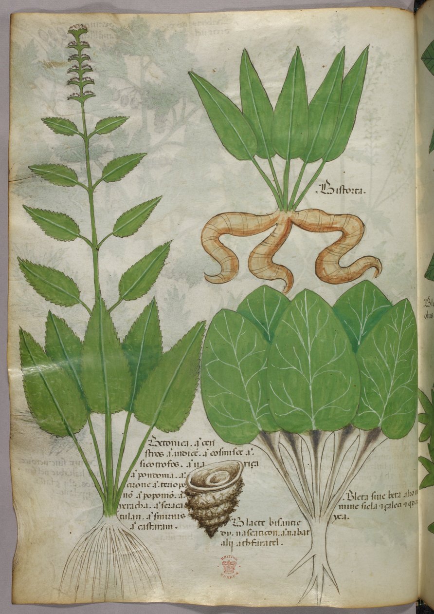 Botanikai illusztráció, 1440 körül (tinta és szín, pergamen) alkotó: Italian School