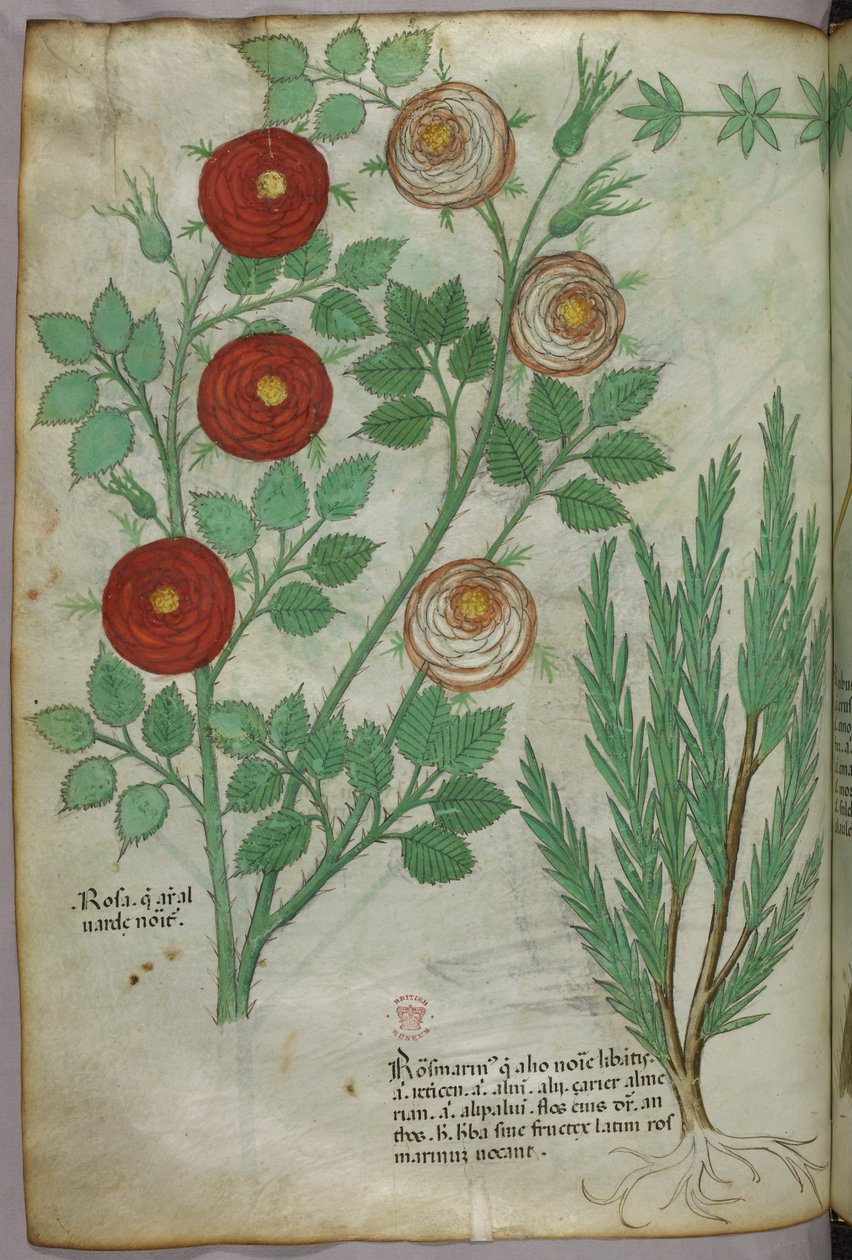 Botanikai illusztráció, 1440 körül (tinta és szín, pergamen) alkotó: Italian School
