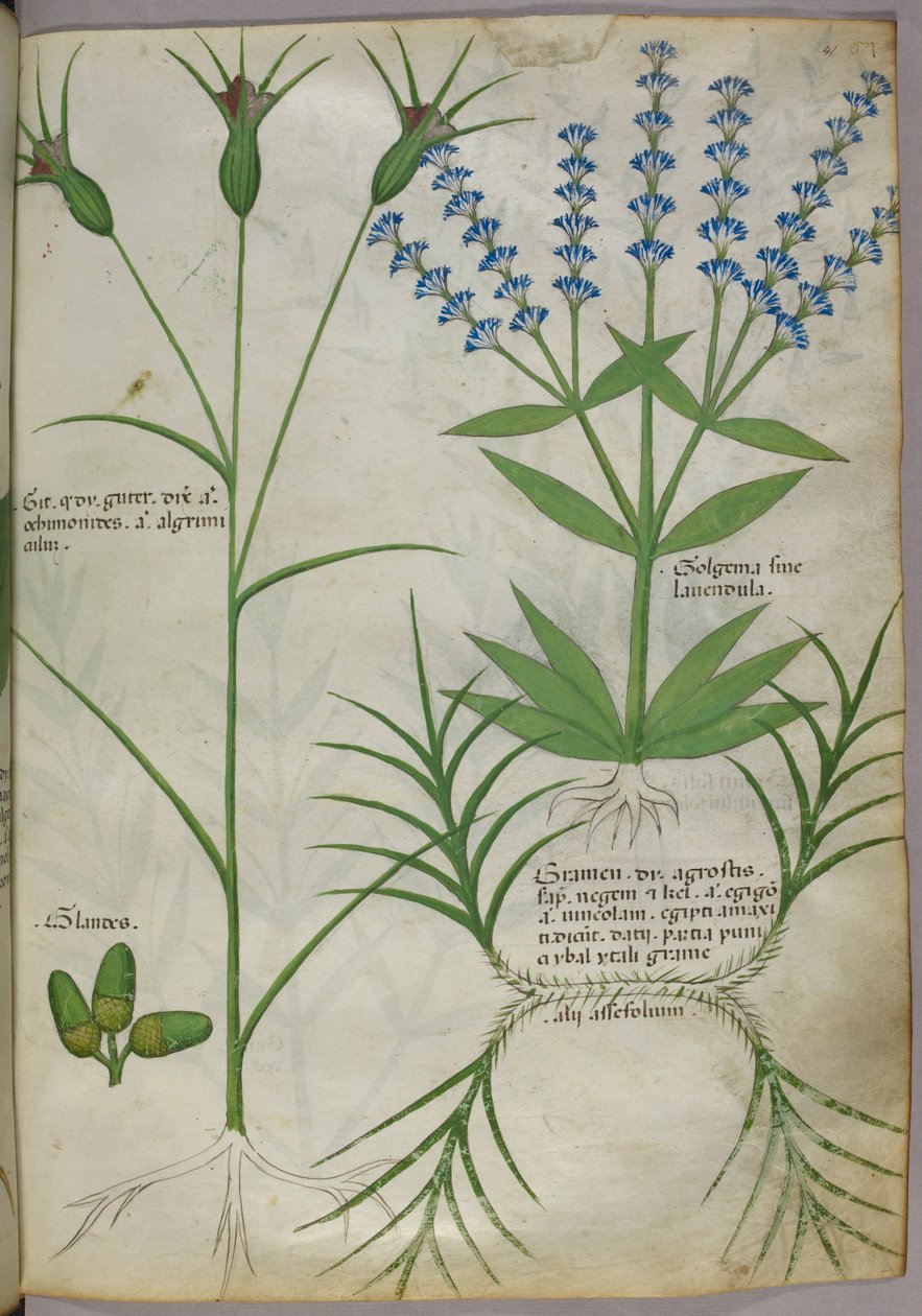 Botanikai illusztráció, 1440 körül (pergamen), 1440 körül (tinta és szín pergamenre) alkotó: Italian School