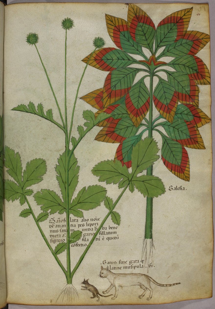 Botanikai illusztráció, a Herbal, Tractatus de Herbis, Sloane 4016 f.40r, 1440 körül, 1440 körül (tinta és szín pergamenre festve) alkotó: Italian School