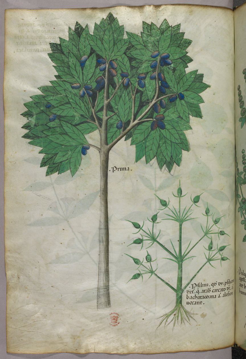 Botanikai illusztráció egy gyümölcsfáról és egy növényről, 1440 körül (tinta és szín, pergamen) alkotó: Italian School
