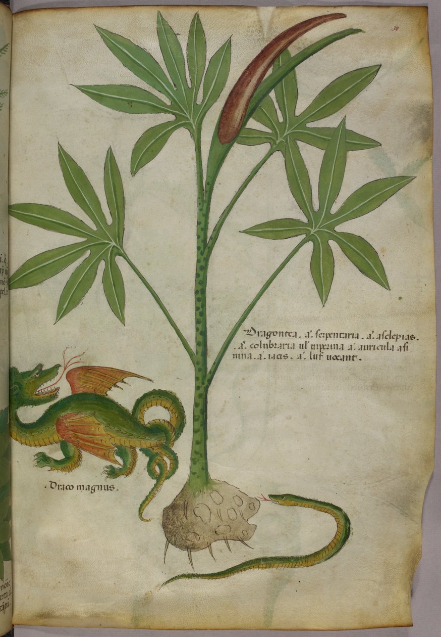 Botanikai illusztráció egy növényről, egy sárkányról és egy kígyóról, 1440 körül (tinta és szín, pergamen) alkotó: Italian School