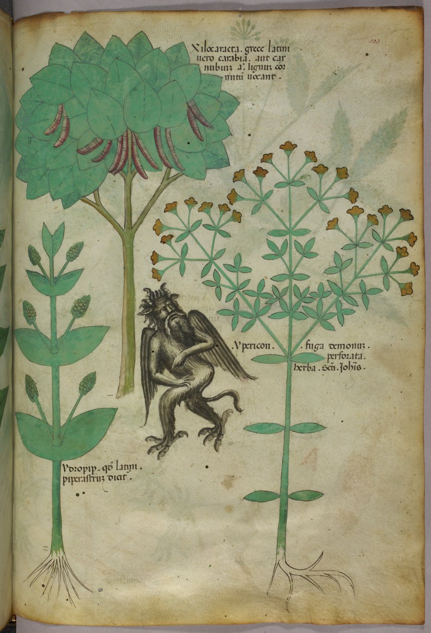 Botanikai illusztráció egy növényről és egy démonról; az Ypericon gyógynövény állítólag elűzi a démonokat, 1440 körül (tinta és szín, pergamen). alkotó: Italian School