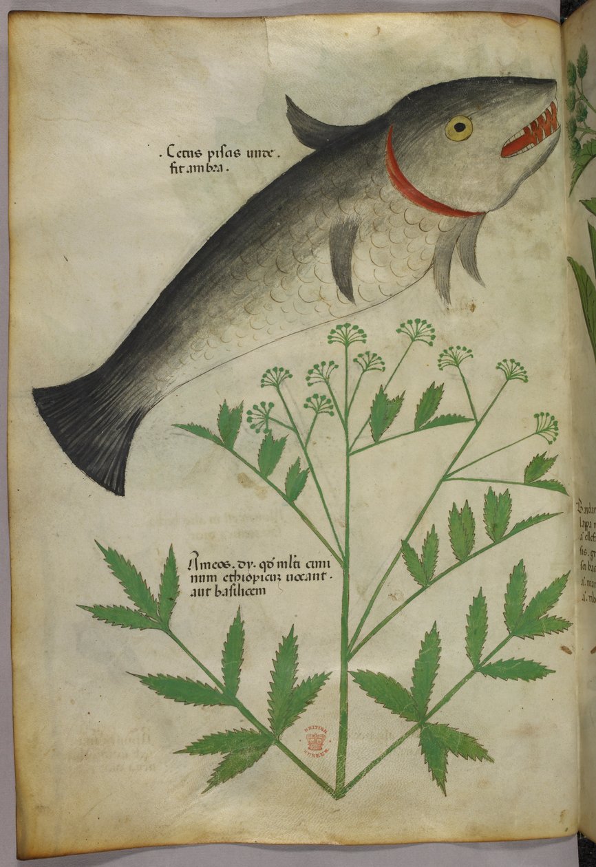 Botanikai illusztráció egy növényről és egy halról, 1440 körül (tinta és szín, pergamen) alkotó: Italian School