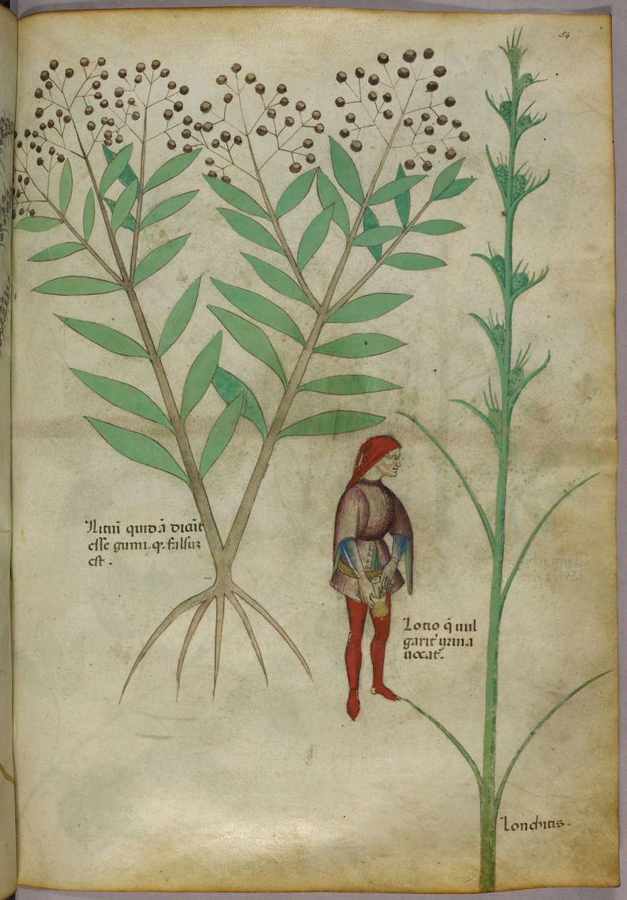 Botanikai illusztráció egy növényről és egy edénybe vizelő emberről, 1440 körül (tinta és színes papíron) alkotó: Italian School