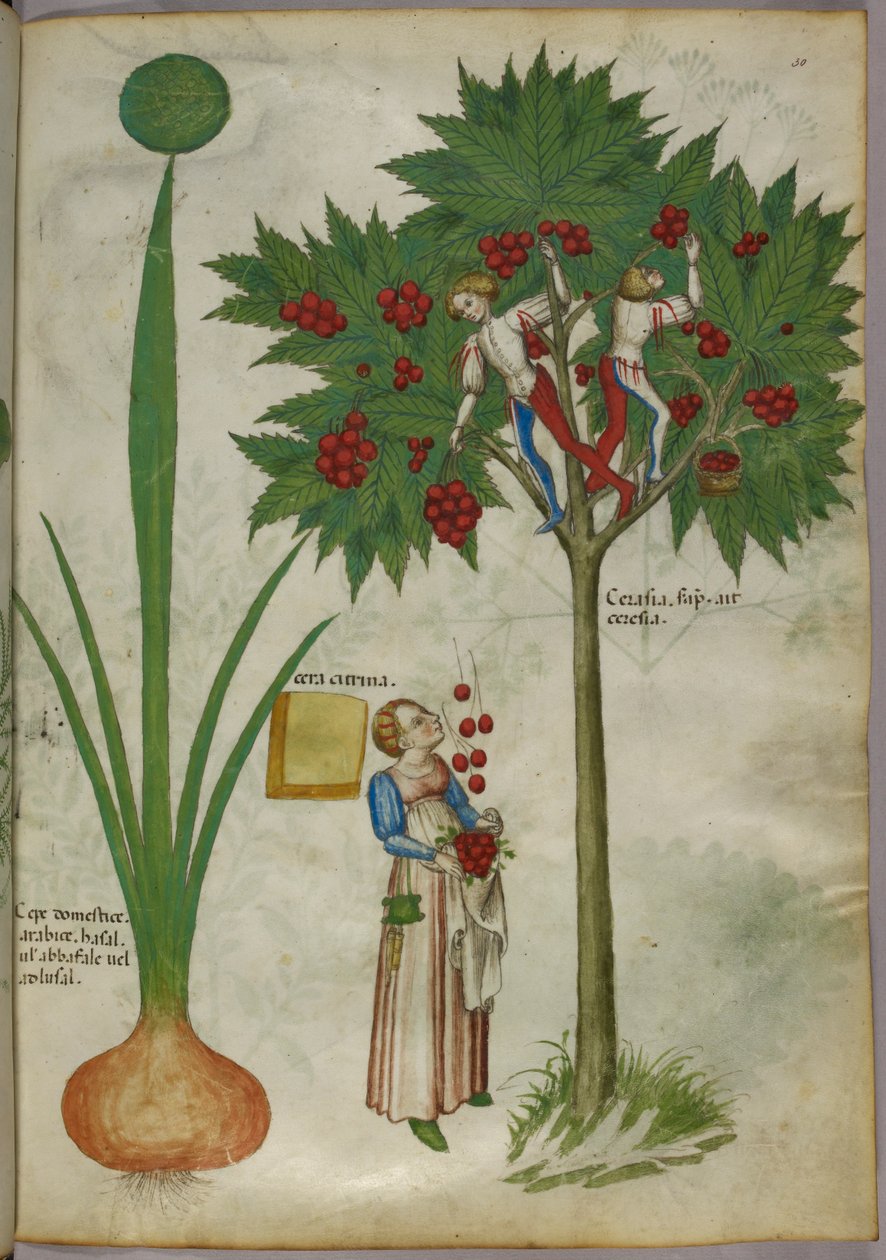 Botanikai illusztráció egy növényről és egy gyümölcsfa ágain álló fiúkról, akik gyümölcsöt szednek és dobálnak az alatta álló nőnek, 1440 körül (tinta és szín, pergamen). alkotó: Italian School