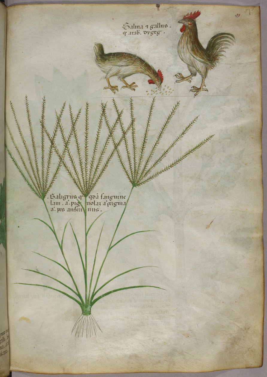 Botanikai illusztráció egy növényről és két kakasról, 1440 körül (tinta és szín, pergamen) alkotó: Italian School