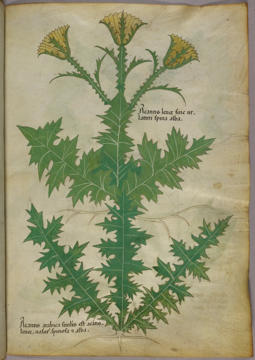 Botanikai illusztráció egy növényről, 1440 körül (tinta és szín, pergamen) alkotó: Italian School