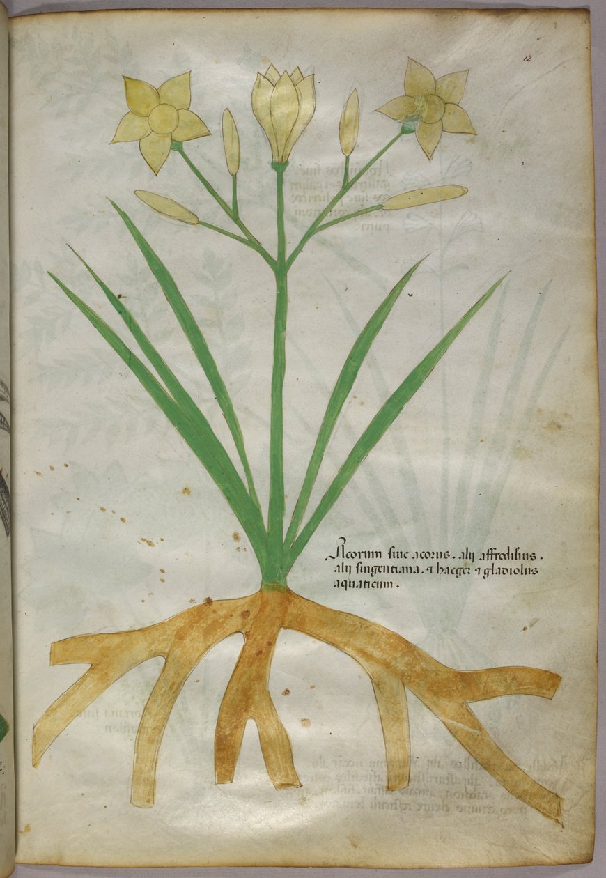 Botanikai illusztráció egy növényről, 1440 körül (tinta és szín, pergamen) alkotó: Italian School