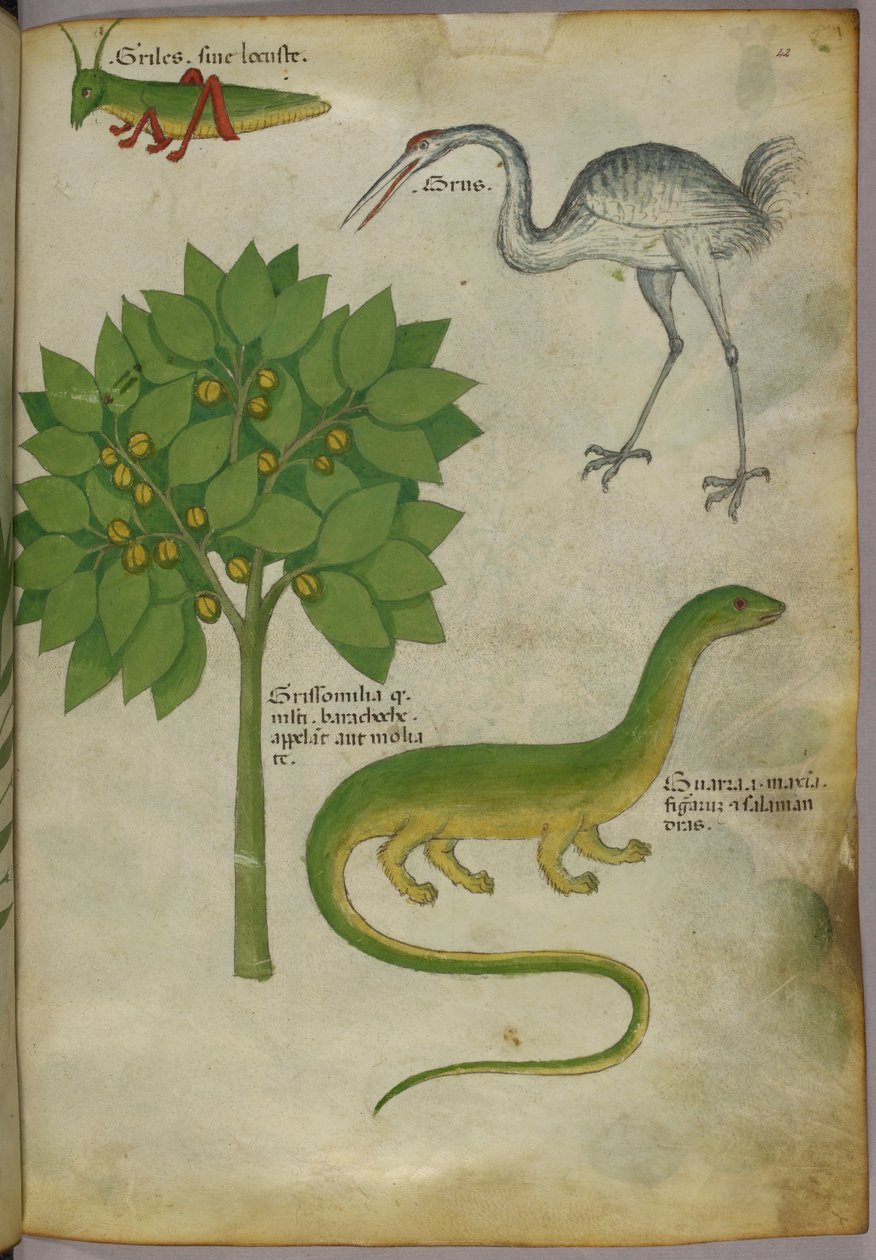 Botanikai illusztráció egy növényről, egy tücsökkel, egy daruval és egy szalamandrával, 1440 körül (tinta és szín, pergamen) alkotó: Italian School