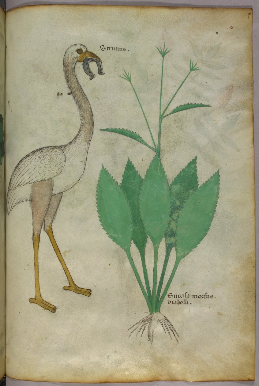 Botanikai illusztráció egy növényről egy flamingószerű madárral, 1440 körül (tinta és szín, pergamen) alkotó: Italian School