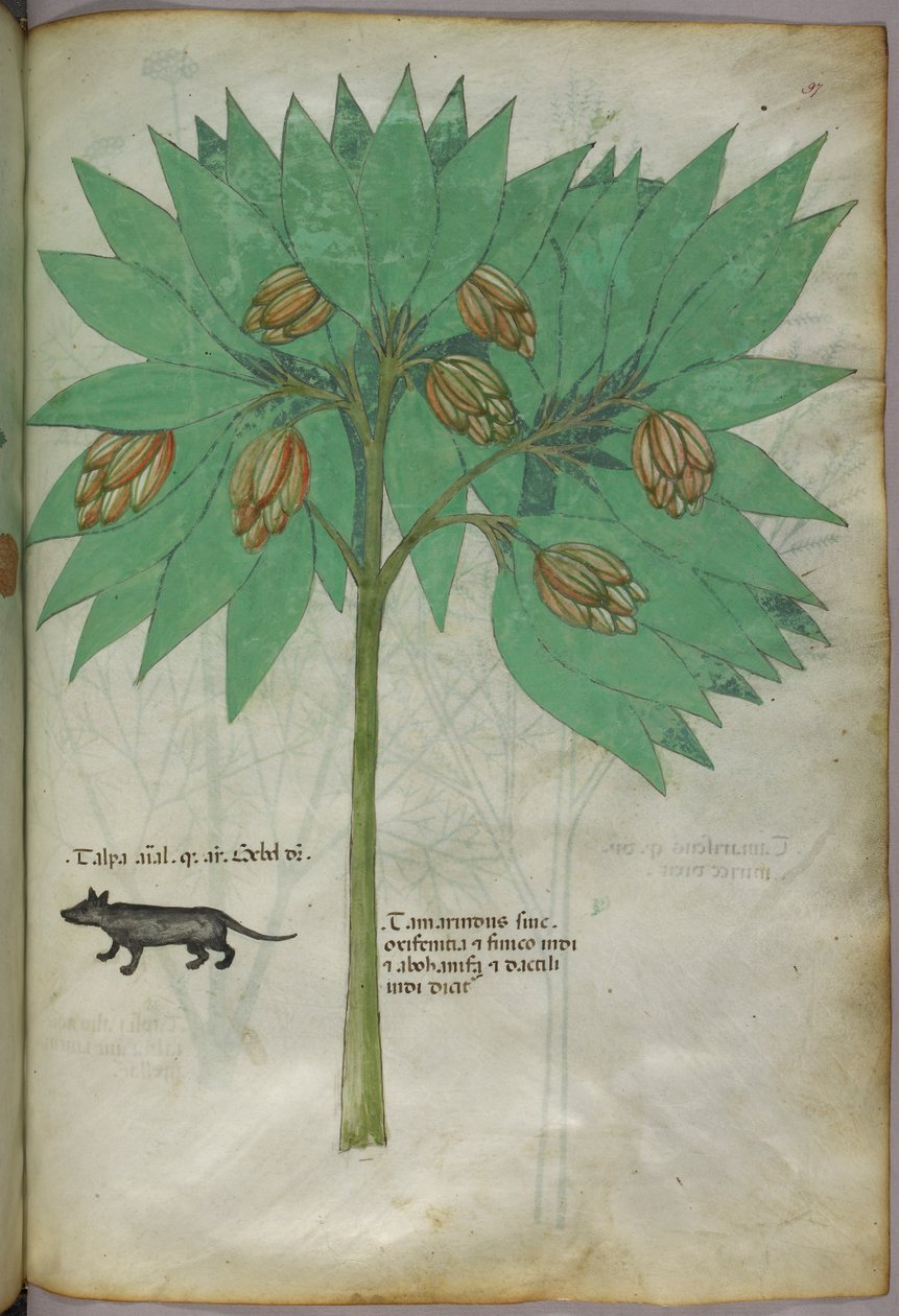 Botanikai illusztráció egy növényről és egy állatról, 1440 körül (tinta és szín, pergamen) alkotó: Italian School