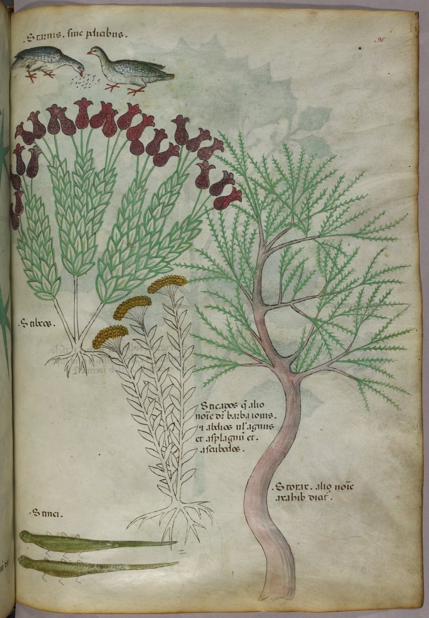 Botanikai illusztráció egy növényről madarakkal és rovarokkal, 1440 körül (tinta és szín, pergamen) alkotó: Italian School