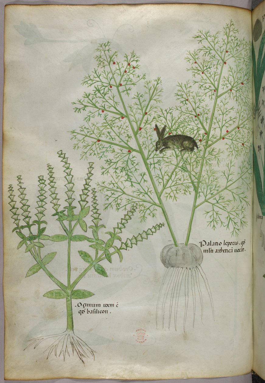 Botanikai illusztráció egy édes bazsalikomnövényről [ocimum] és egy nyúlról spárga között [palatio leporis], 1440 körül (tinta és szín, pergamen). alkotó: Italian School