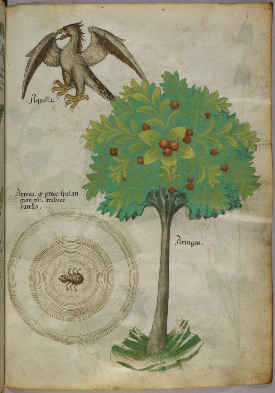 Botanikai illusztráció egy fáról, egy pókhálóról és egy sasról, 1440 körül (tinta és szín, pergamen) alkotó: Italian School