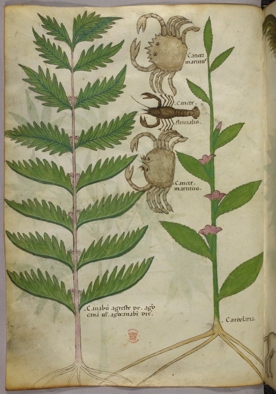 Botanikai illusztráció rákokról és egy skorpióról, 1440 körül (tinta és szín, pergamen) alkotó: Italian School