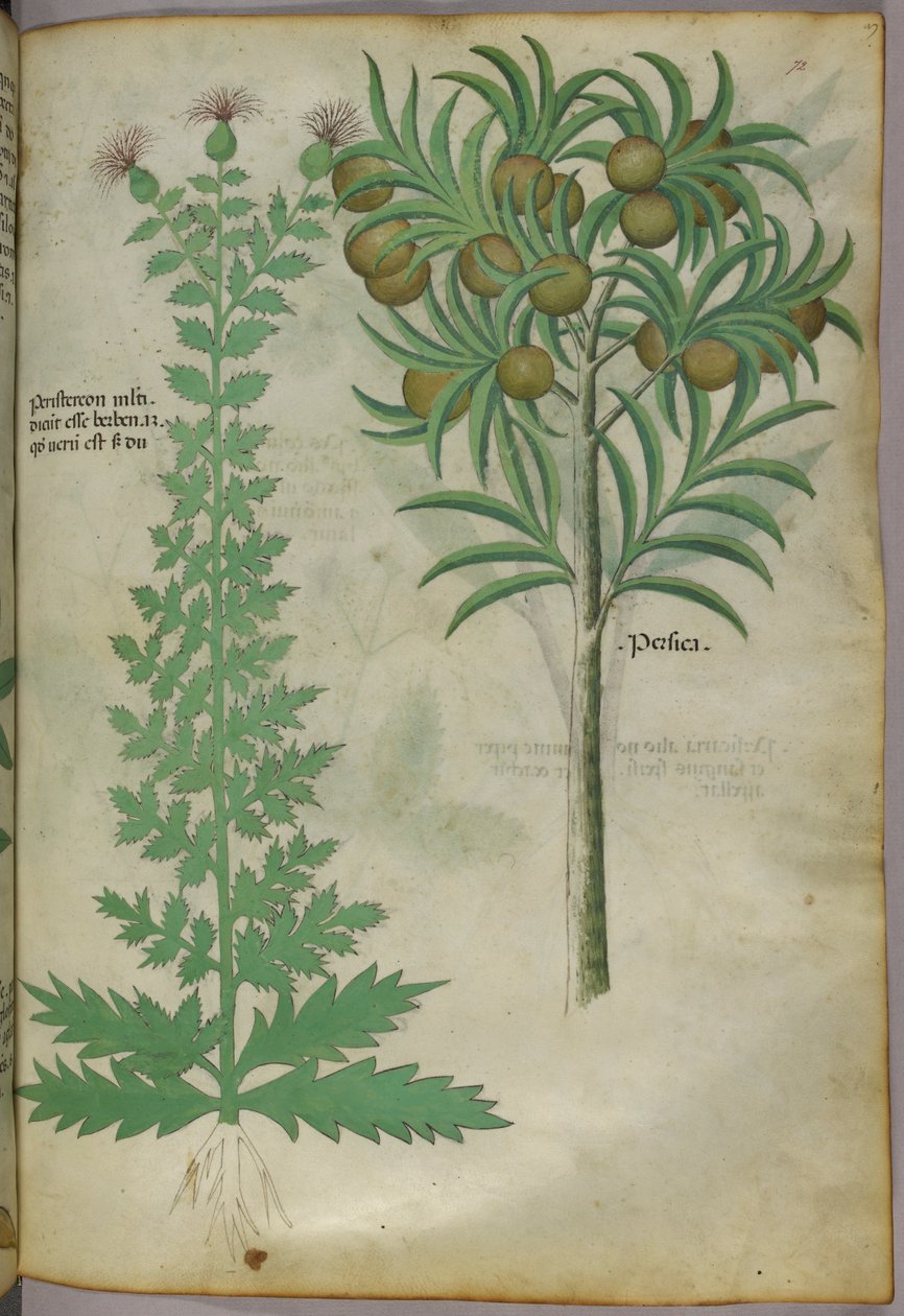 Dinnyefa botanikai illusztrációja, 1440 körül (tinta és szín, pergamen) alkotó: Italian School