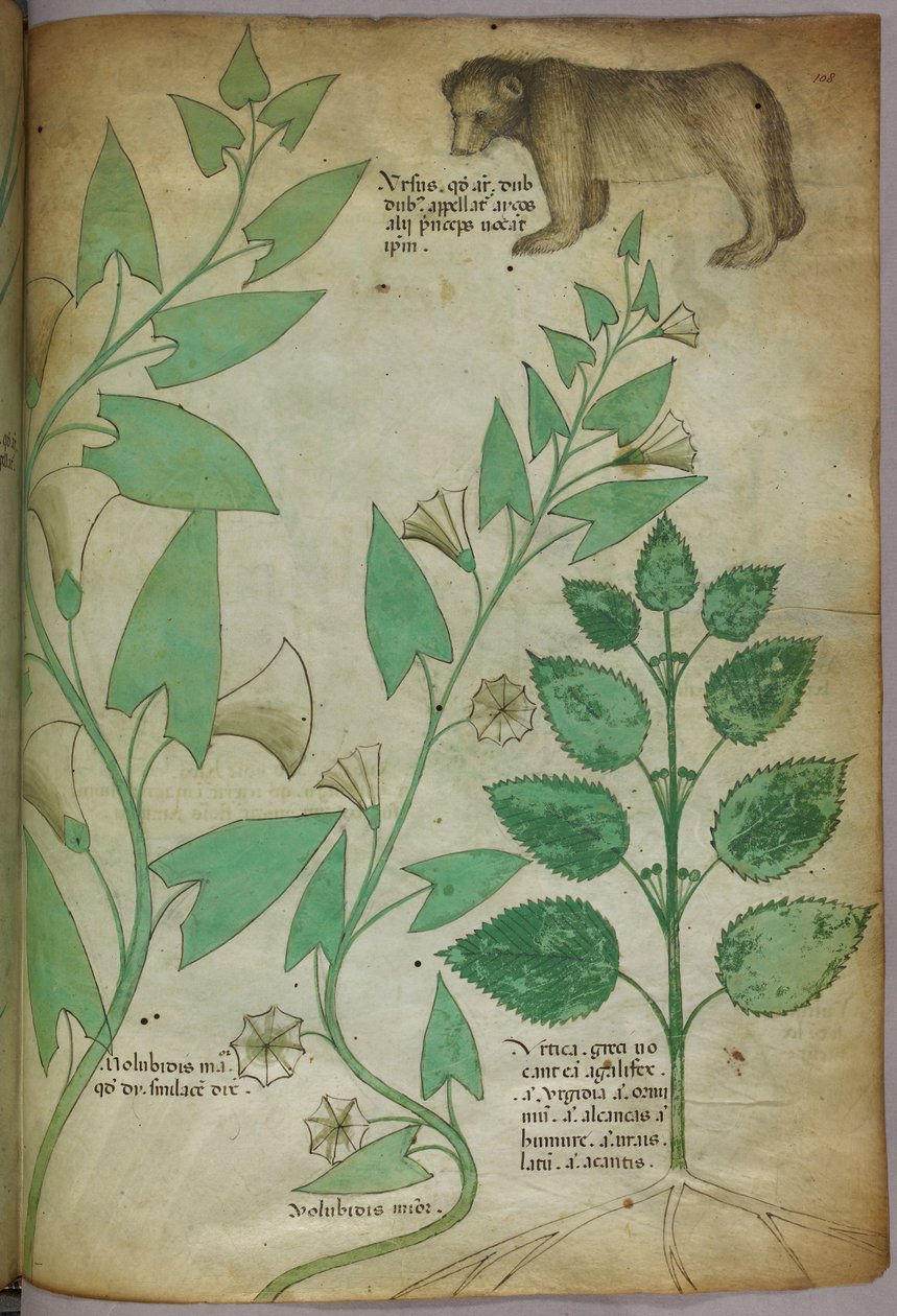 Botanikai illusztráció növényről medvével, 1440 körül (tinta és szín, pergamen) alkotó: Italian School