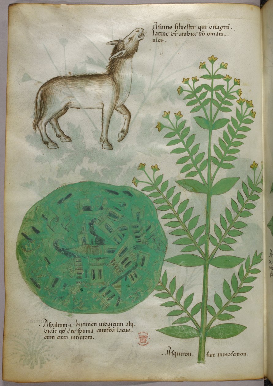 Botanikai illusztráció növényről lóval, 1440 körül (tinta és szín, pergamen) alkotó: Italian School